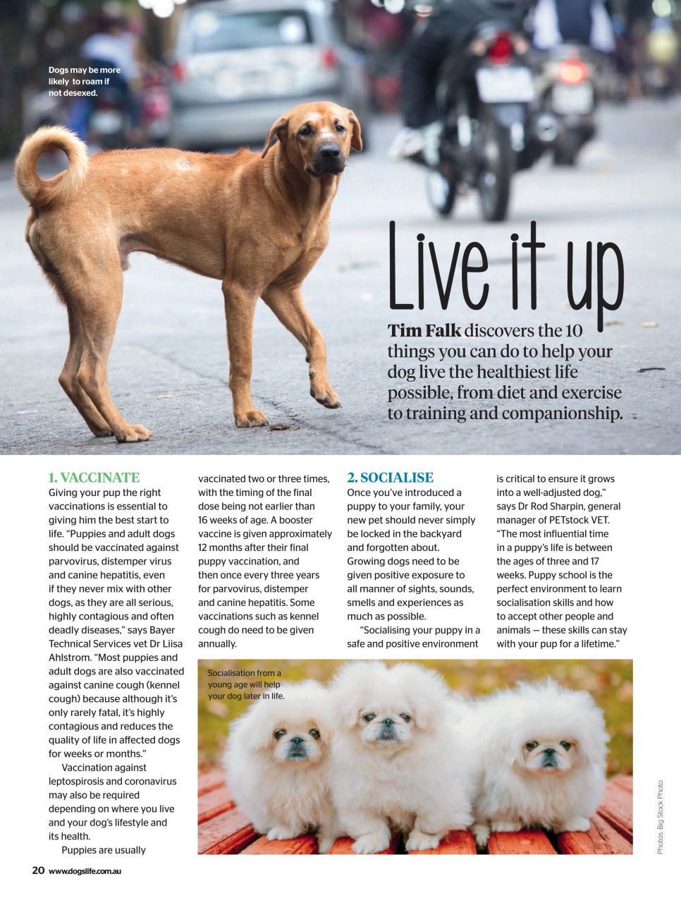 Dogs Life Preview Pages
