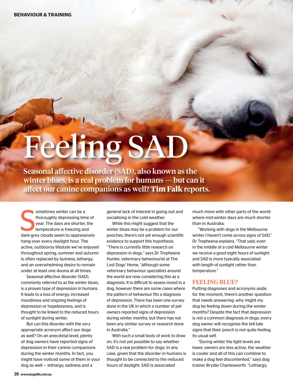 Dogs Life Preview Pages