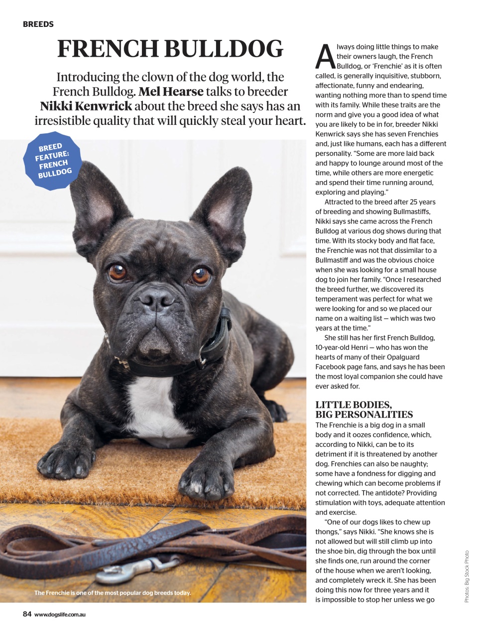 Dogs Life Preview Pages