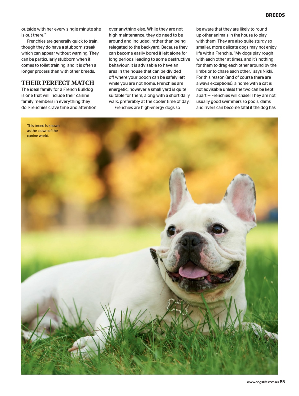 Dogs Life Preview Pages