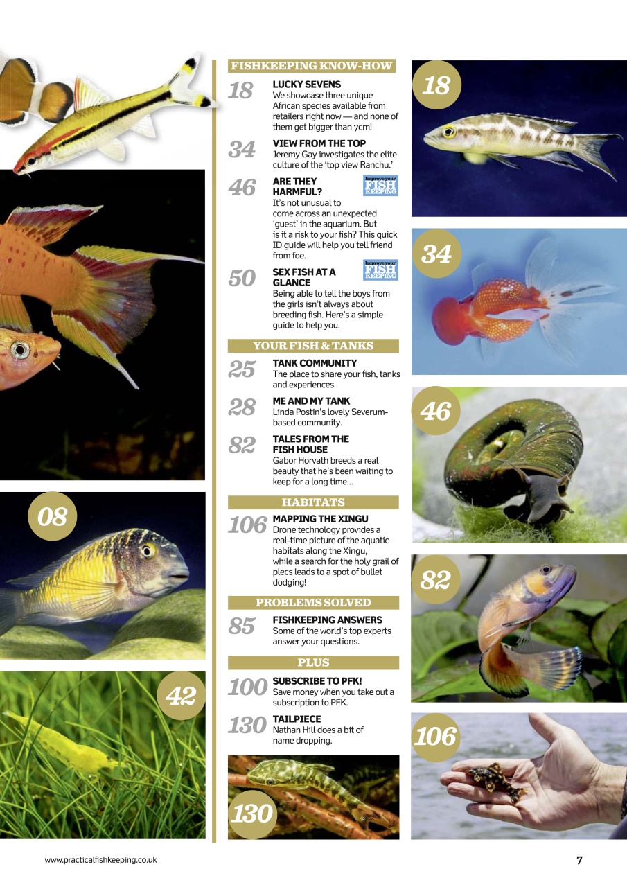 Practical Fishkeeping Preview Pages