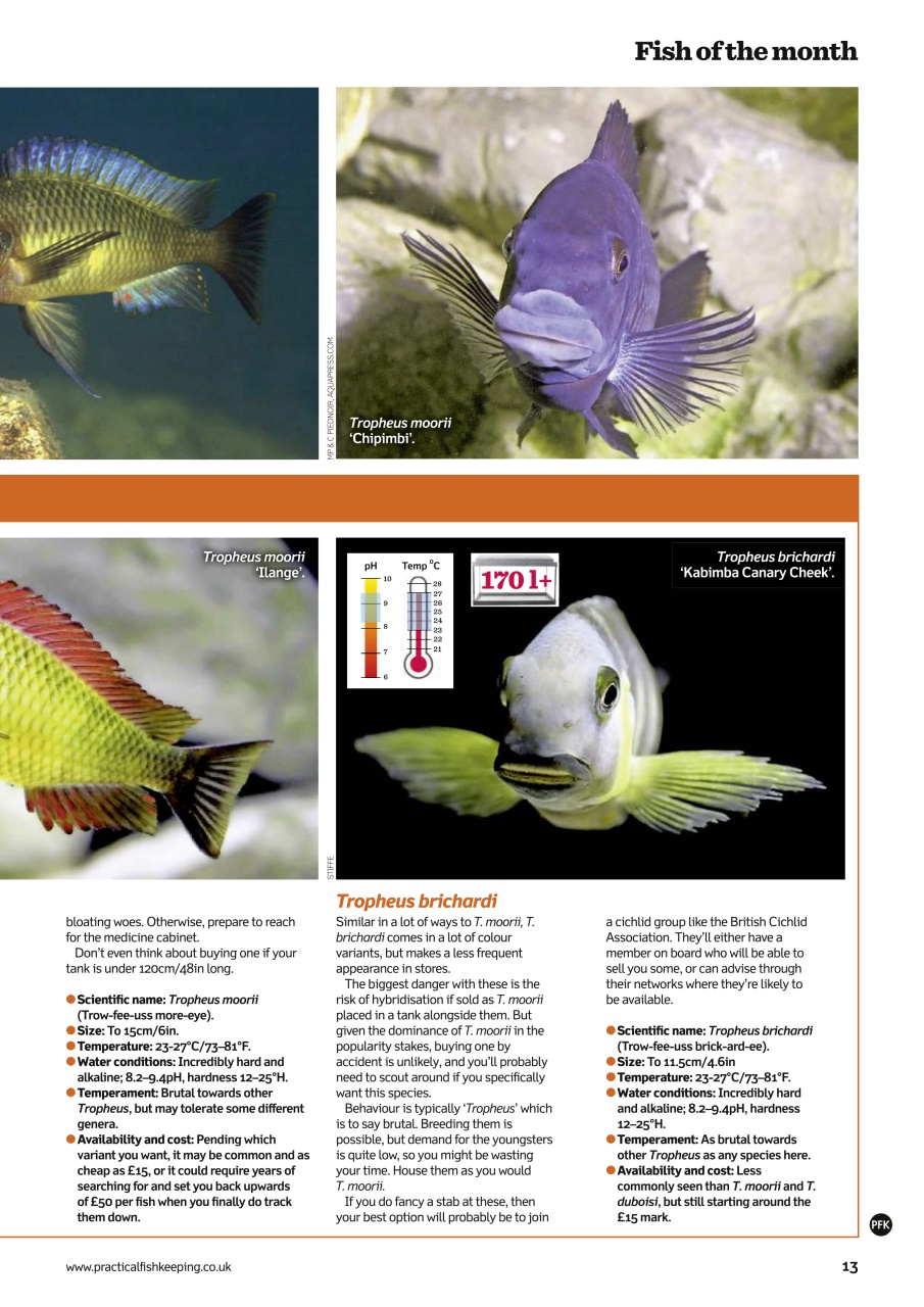 Practical Fishkeeping Preview Pages