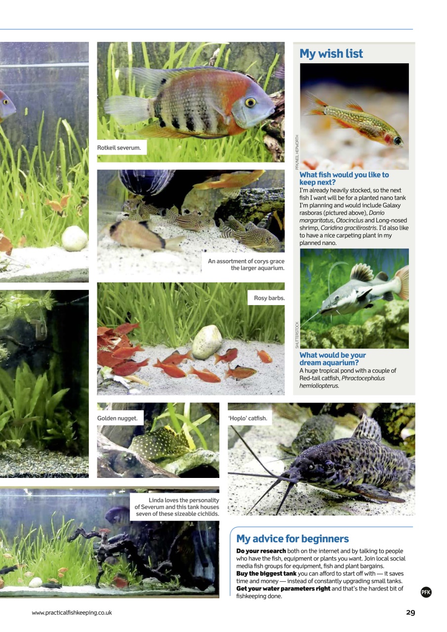 Practical Fishkeeping Preview Pages
