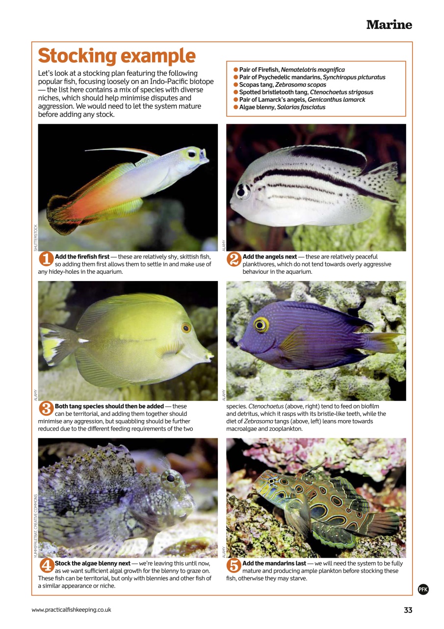 Practical Fishkeeping Preview Pages