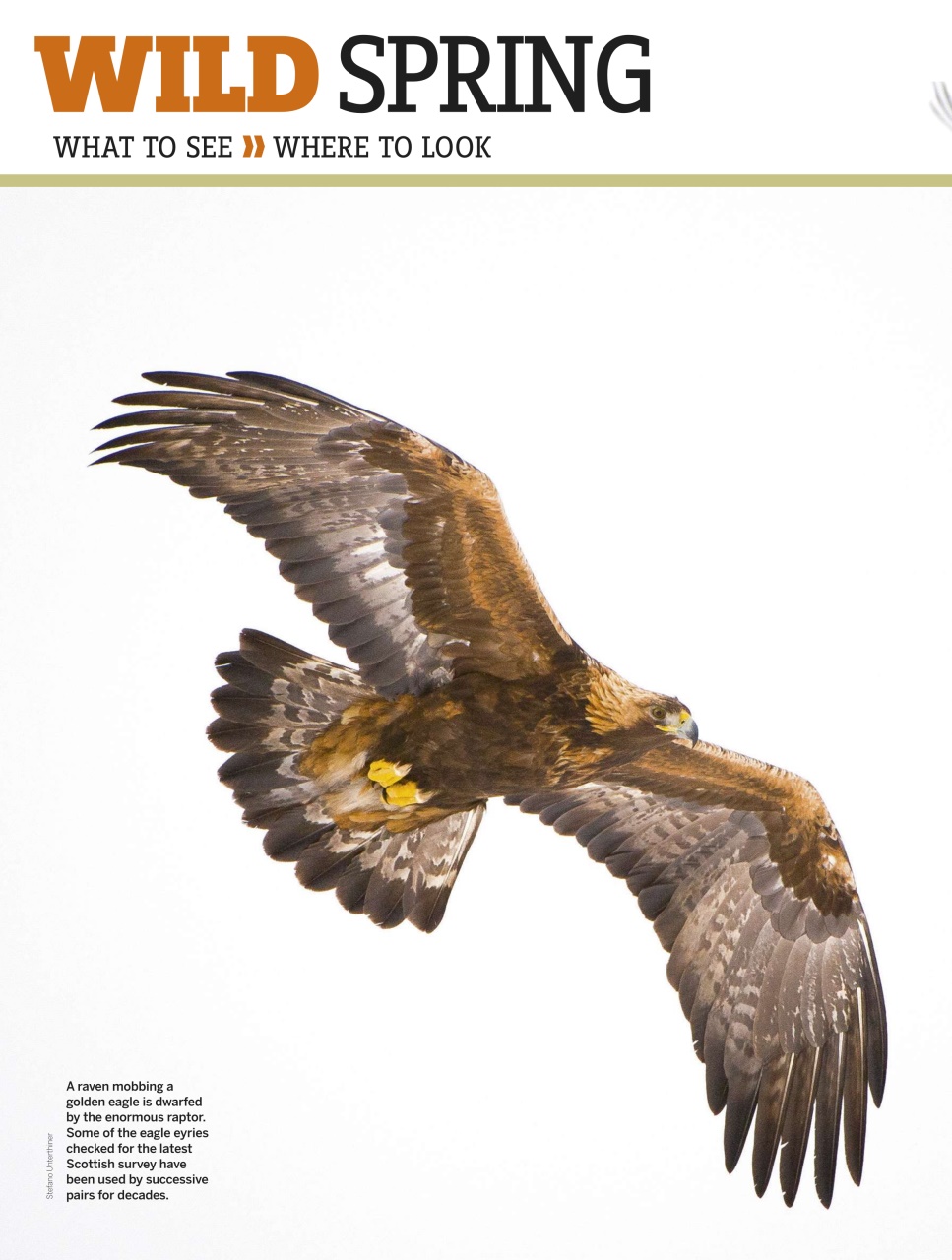 BBC Wildlife Magazine Preview Pages