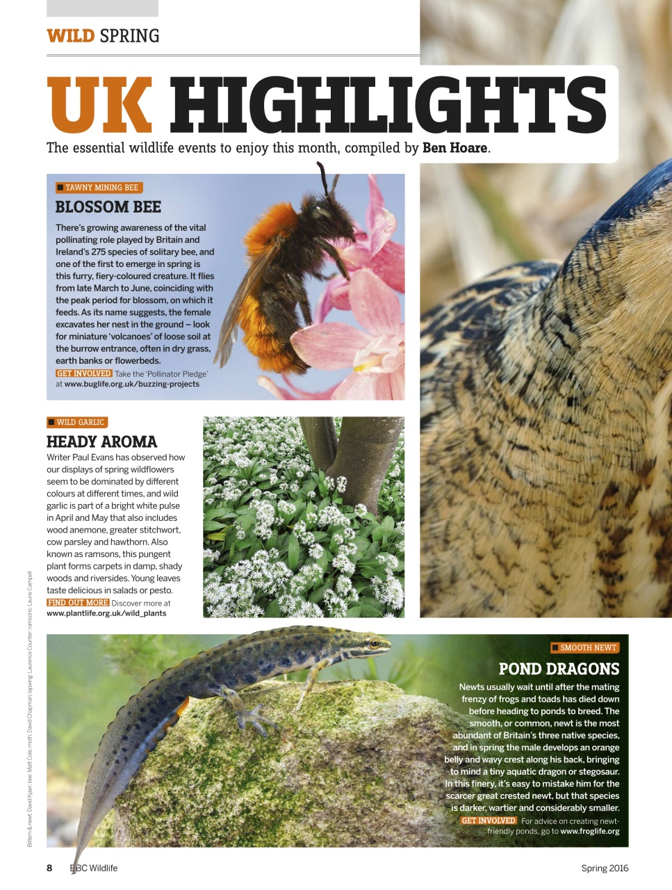 BBC Wildlife Magazine Preview Pages
