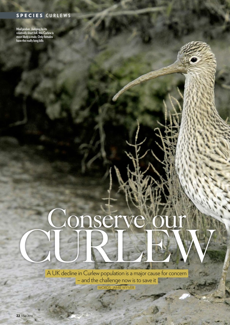 Bird Watching Preview Pages