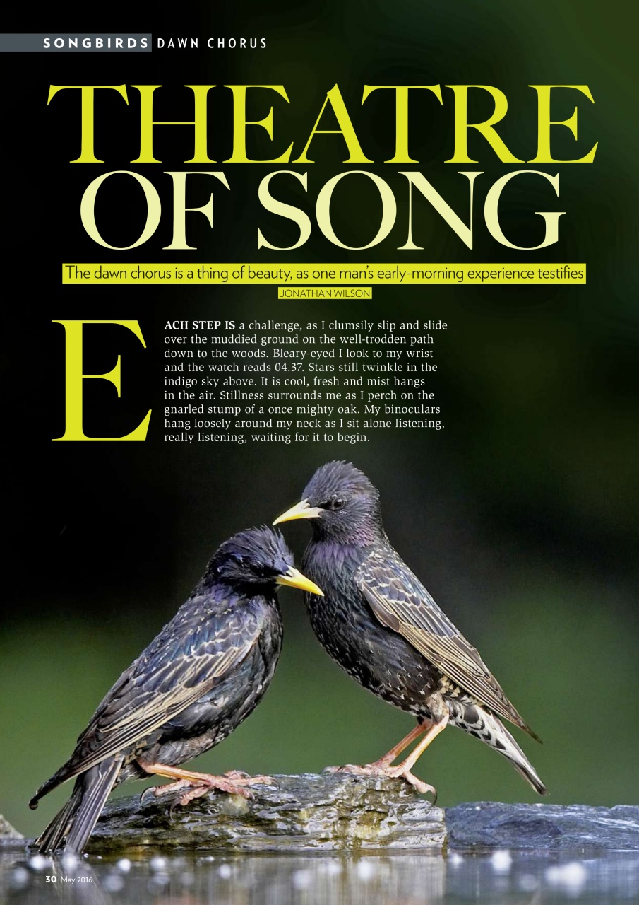 Bird Watching Preview Pages