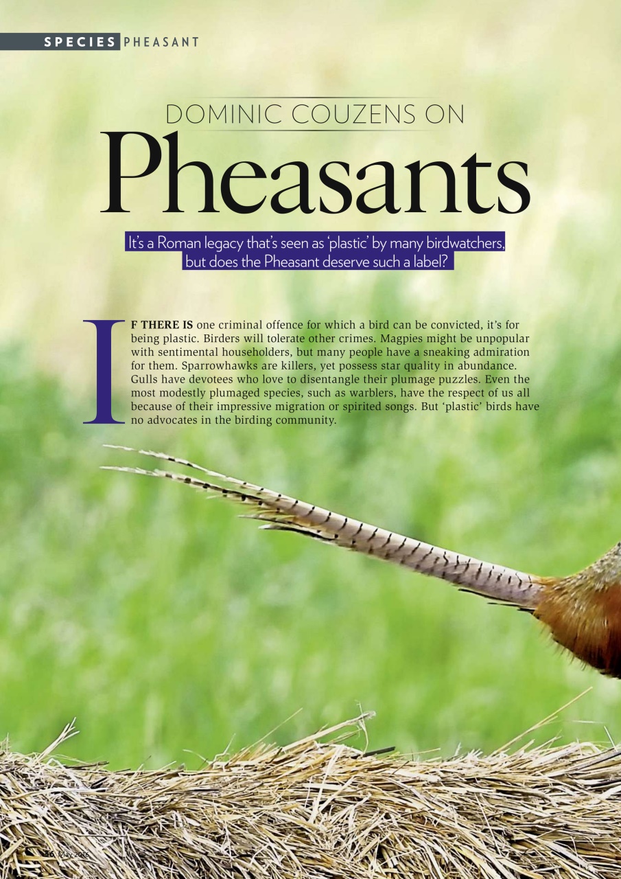 Bird Watching Preview Pages