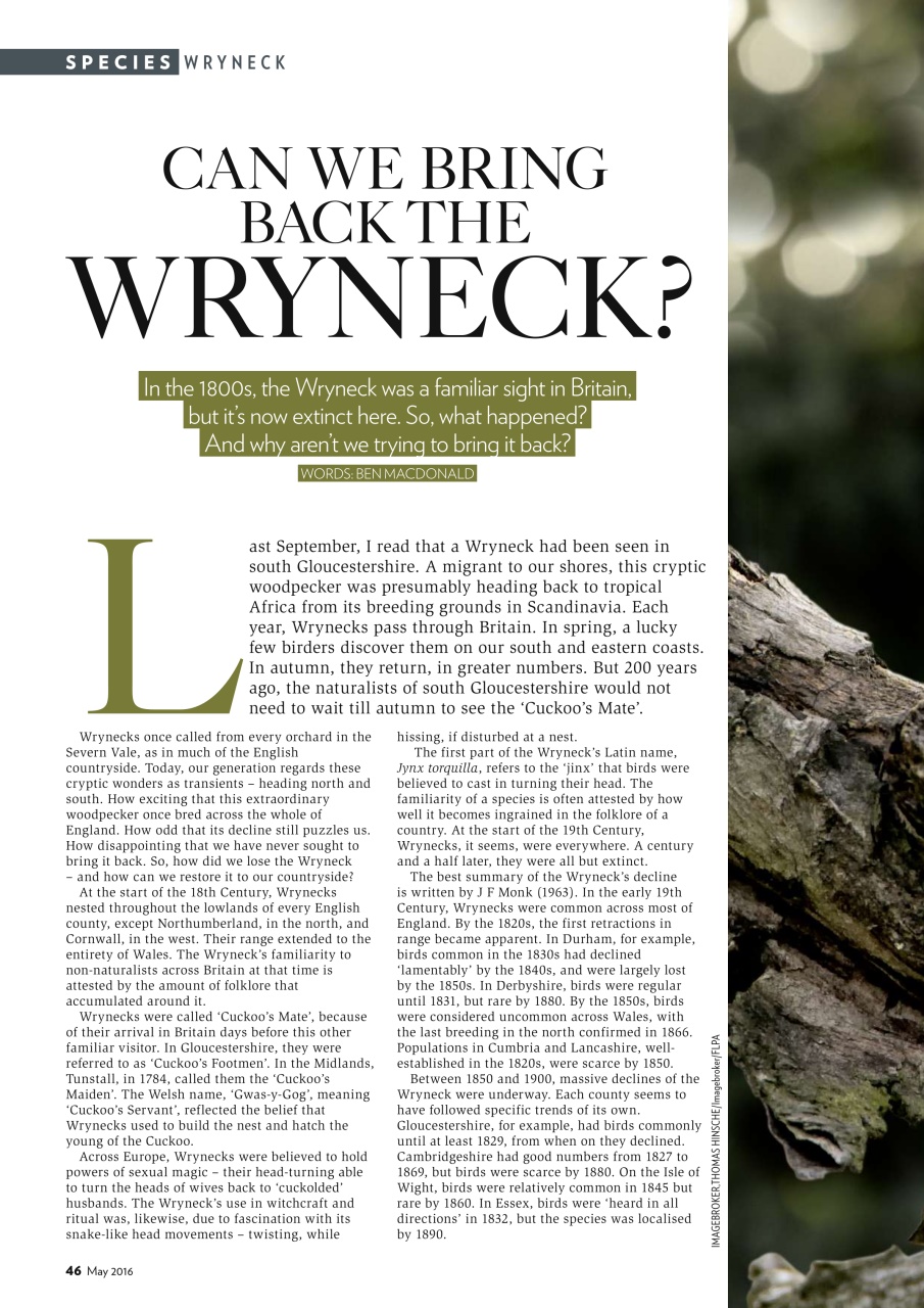 Bird Watching Preview Pages