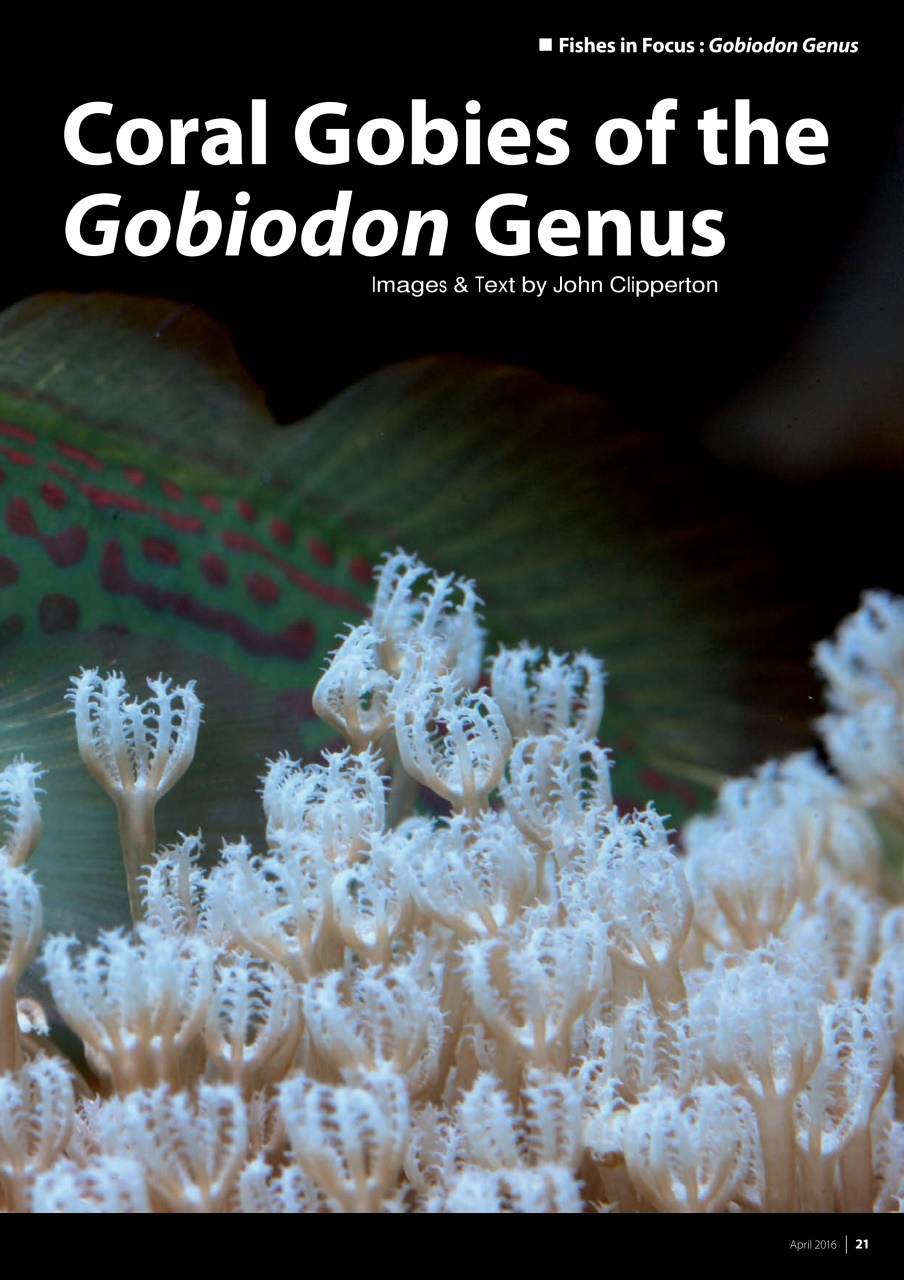 UltraMarine Magazine Preview Pages