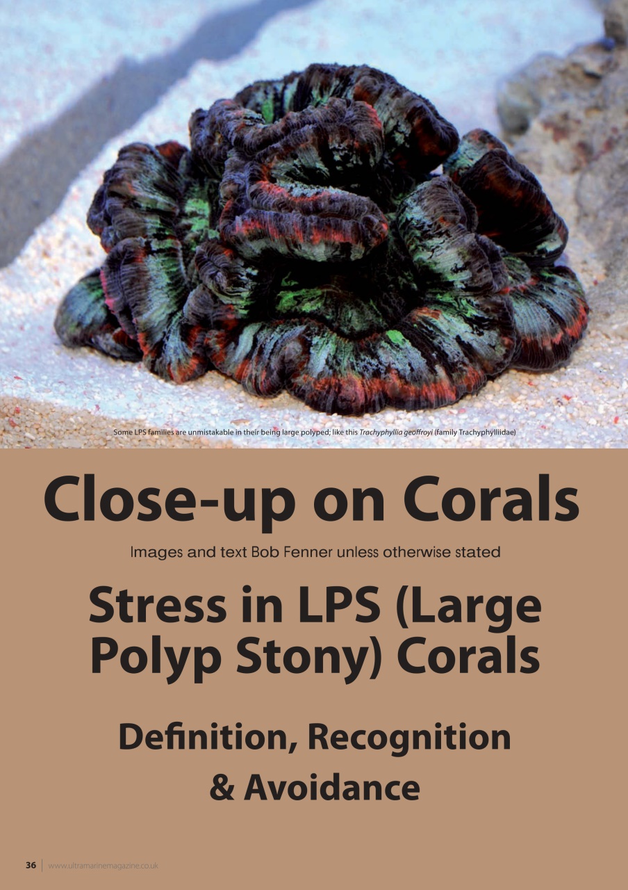 UltraMarine Magazine Preview Pages