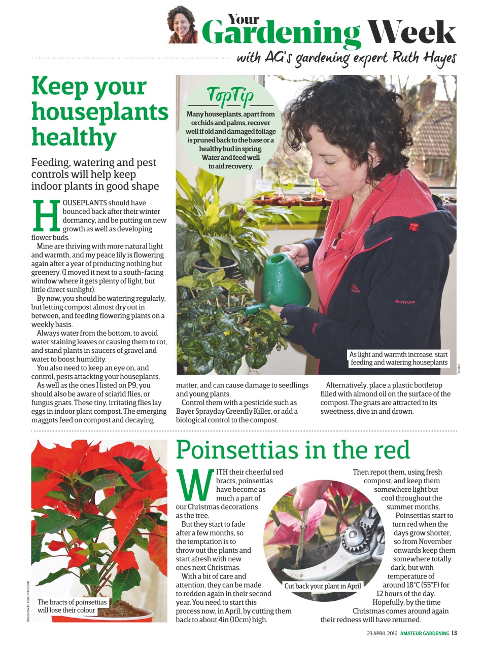 Amateur Gardening Preview Pages