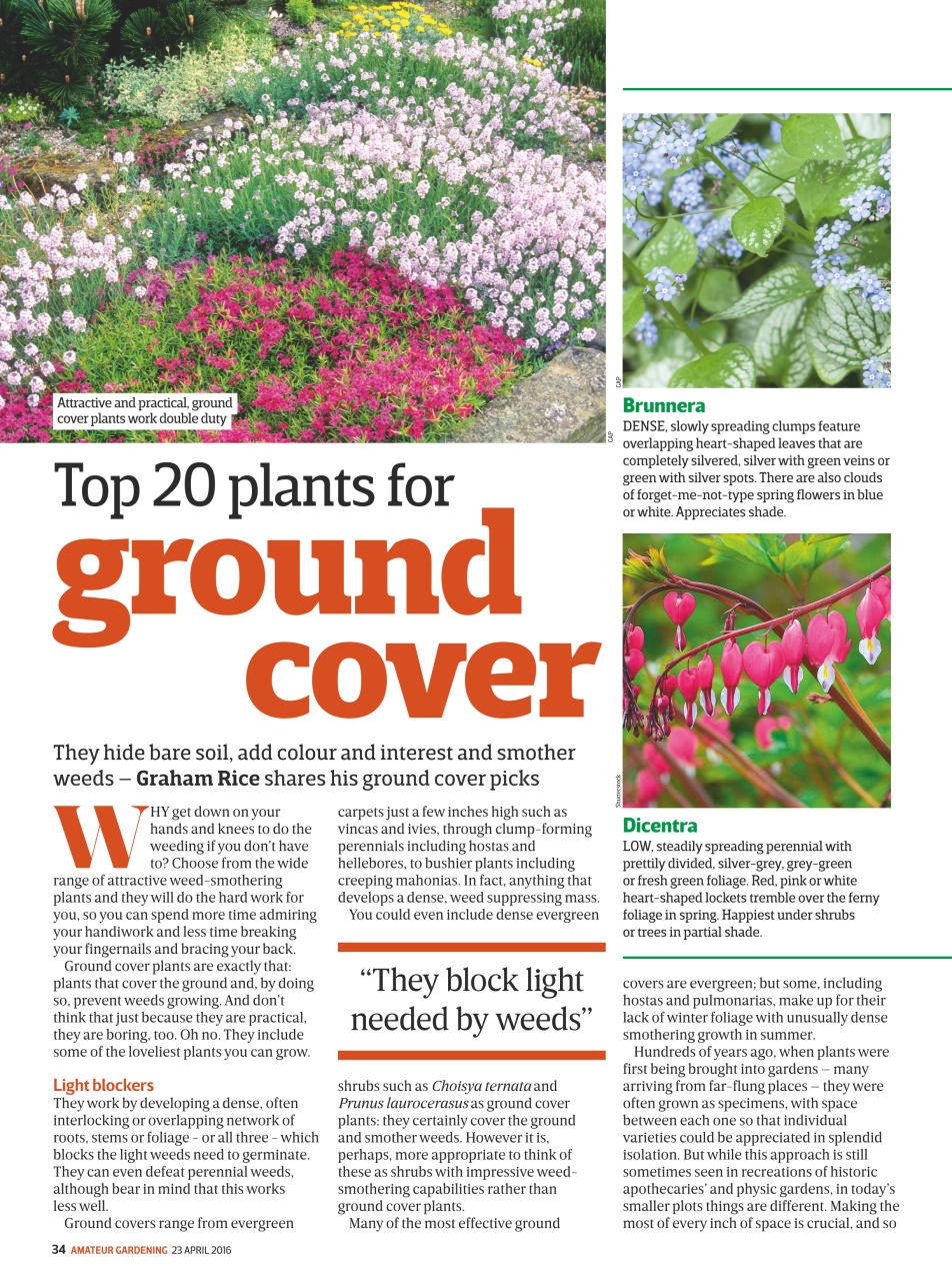 Amateur Gardening Preview Pages