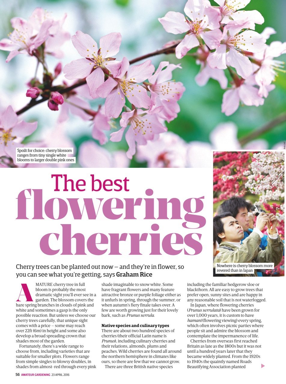 Amateur Gardening Preview Pages