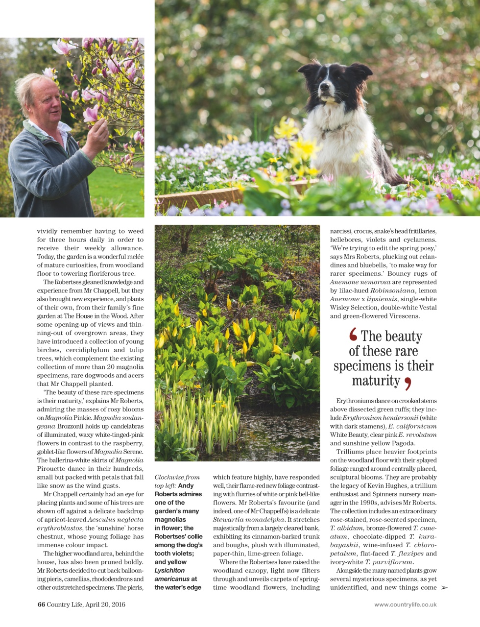 Country Life Preview Pages