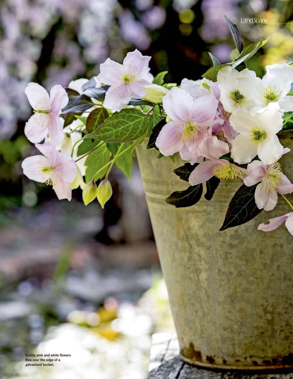 LandScape Preview Pages