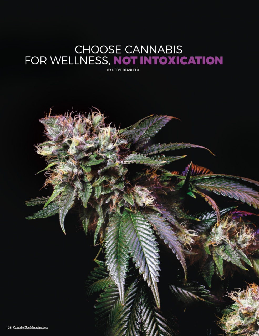 Cannabis Now Preview Pages