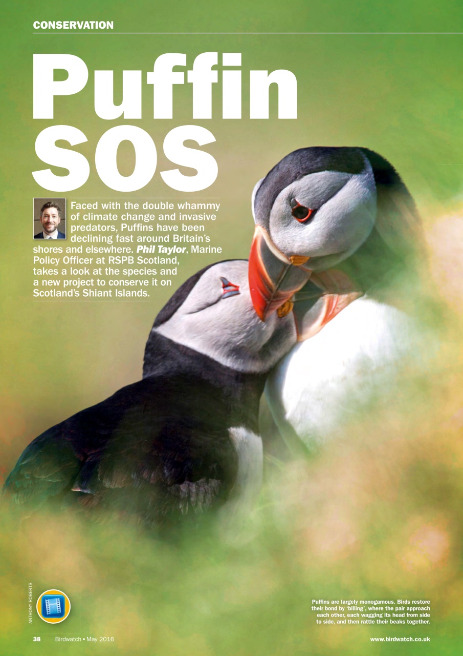 Birdwatch Magazine Preview Pages