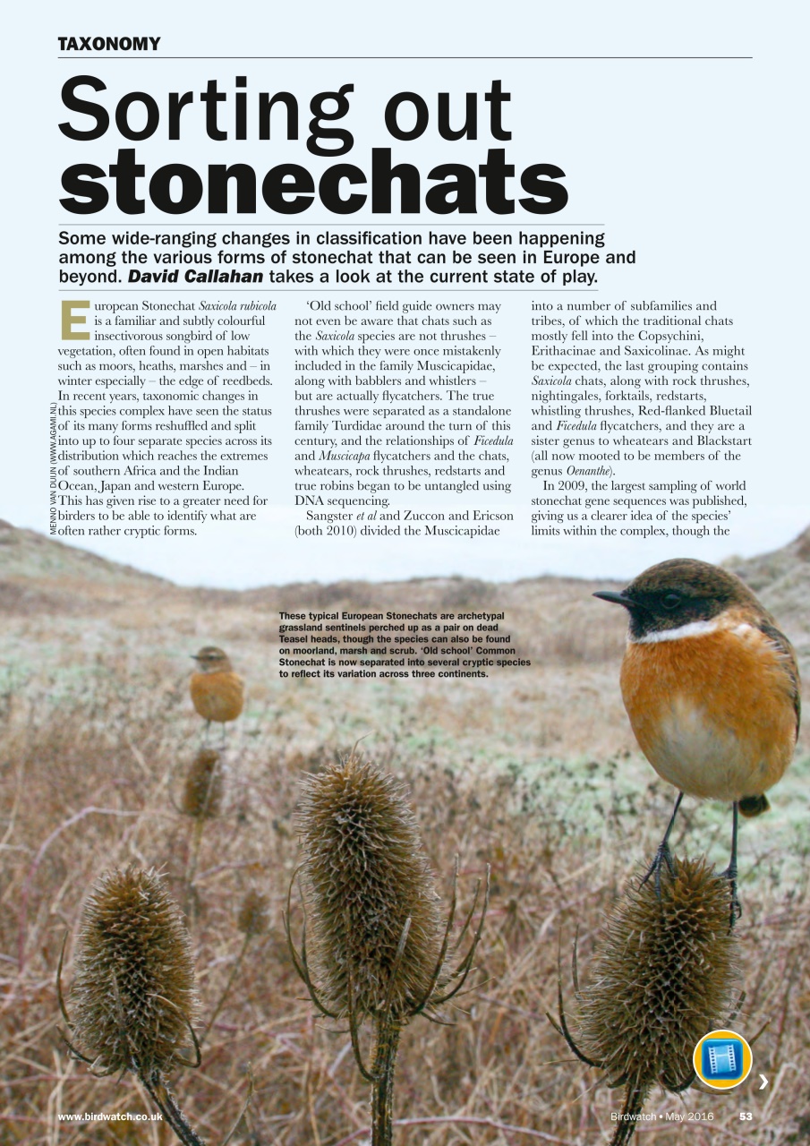 Birdwatch Magazine Preview Pages