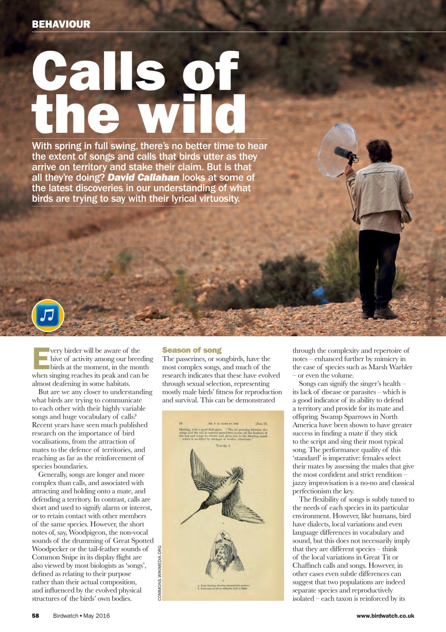 Birdwatch Magazine Preview Pages