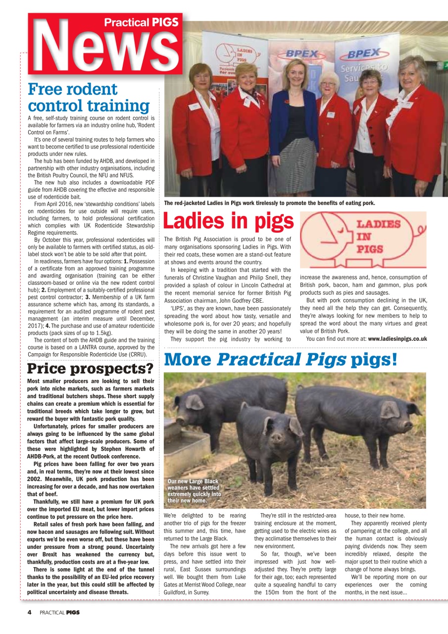 Practical Pigs Preview Pages