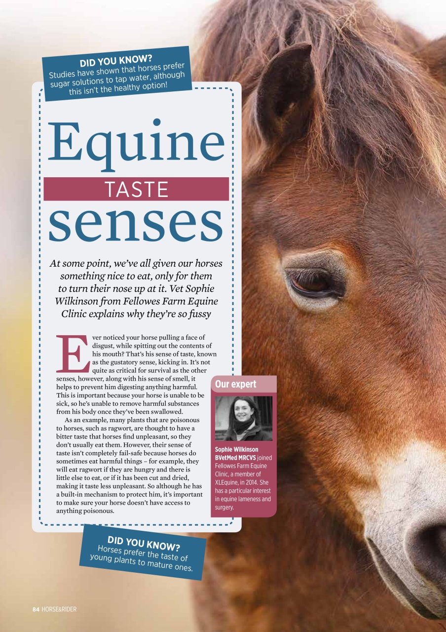 Horse&Rider Magazine - UK equestrian magazine for Horse and Rider Preview Pages