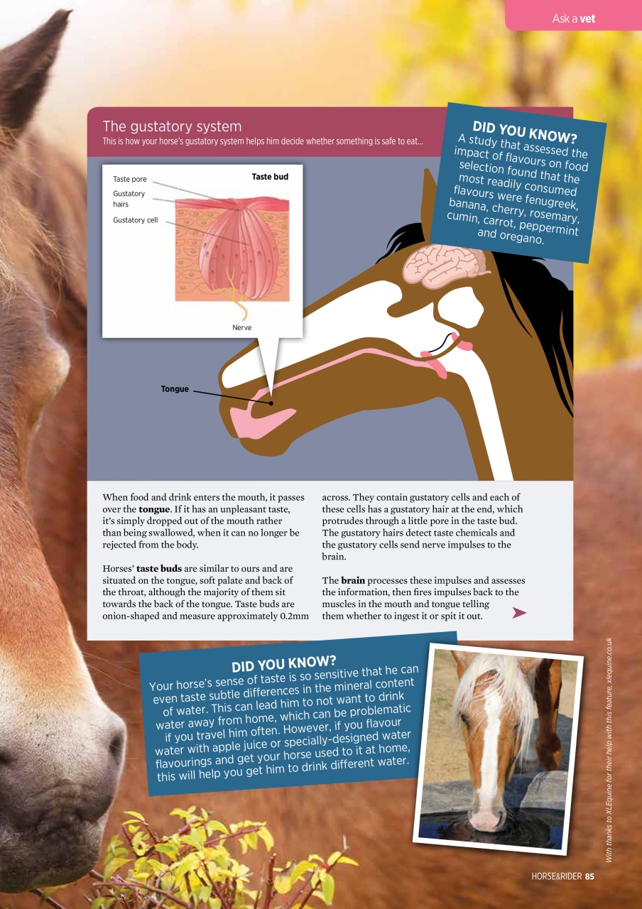Horse&Rider Magazine - UK equestrian magazine for Horse and Rider Preview Pages