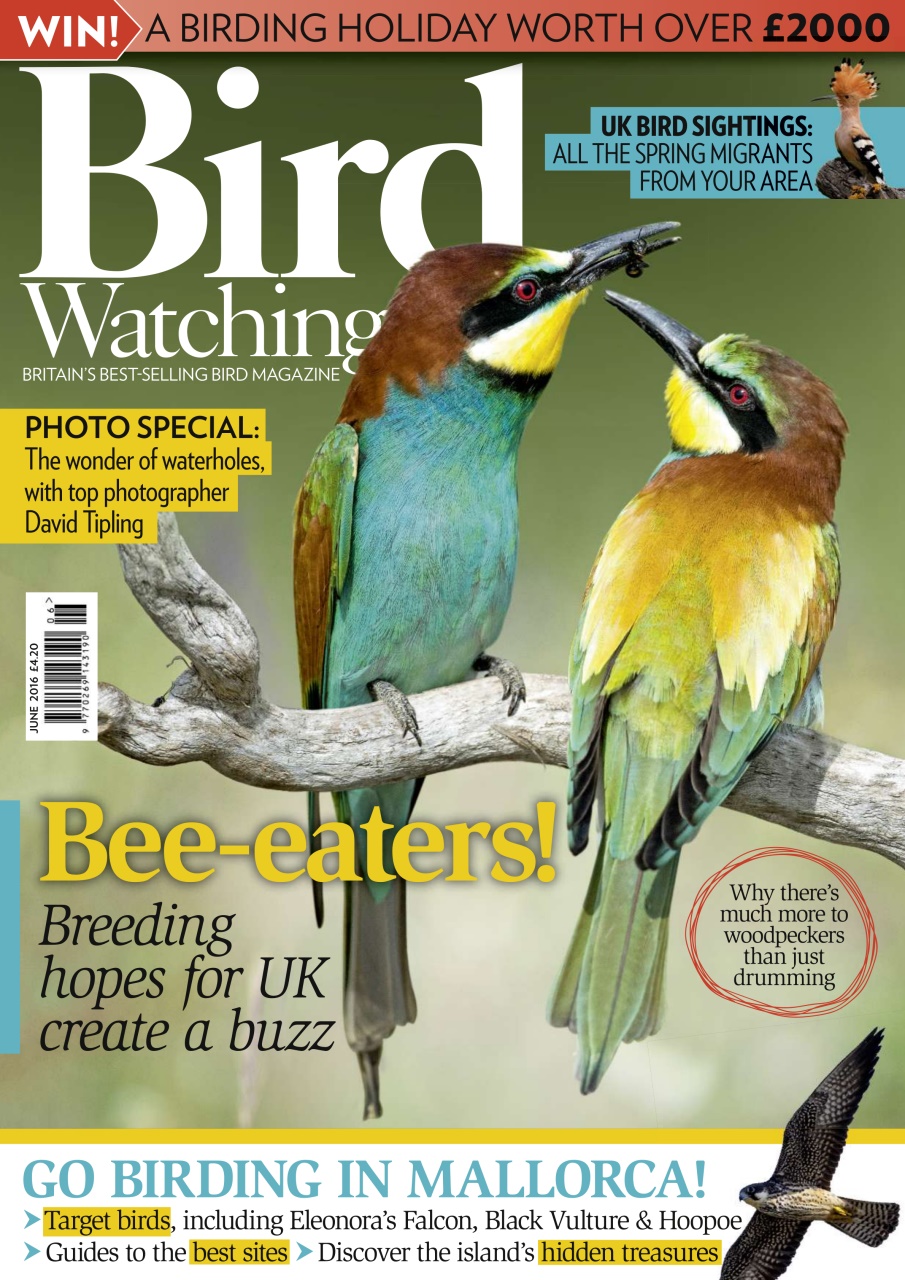 Bird Watching Preview Pages