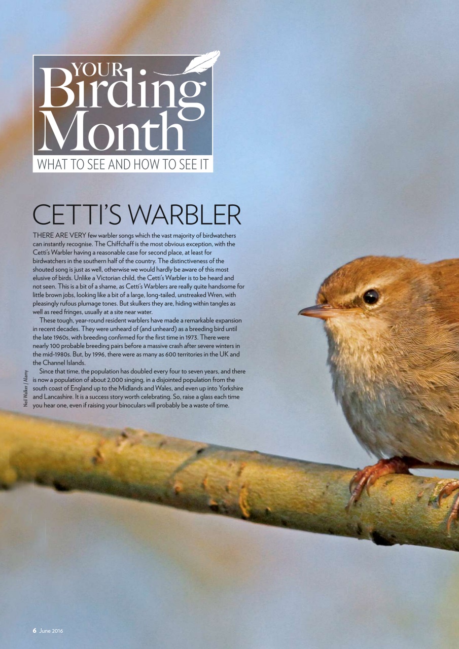 Bird Watching Preview Pages