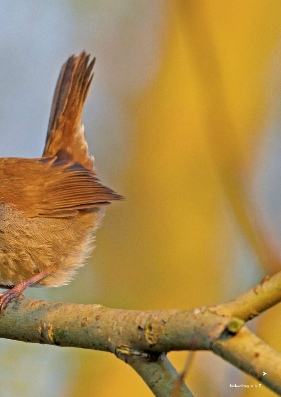 Bird Watching Preview Pages