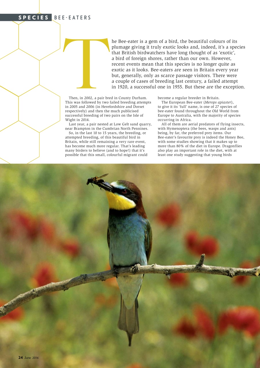 Bird Watching Preview Pages
