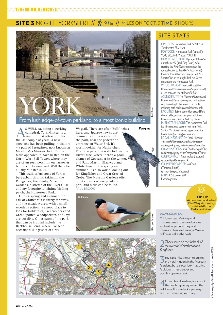 Bird Watching Preview Pages