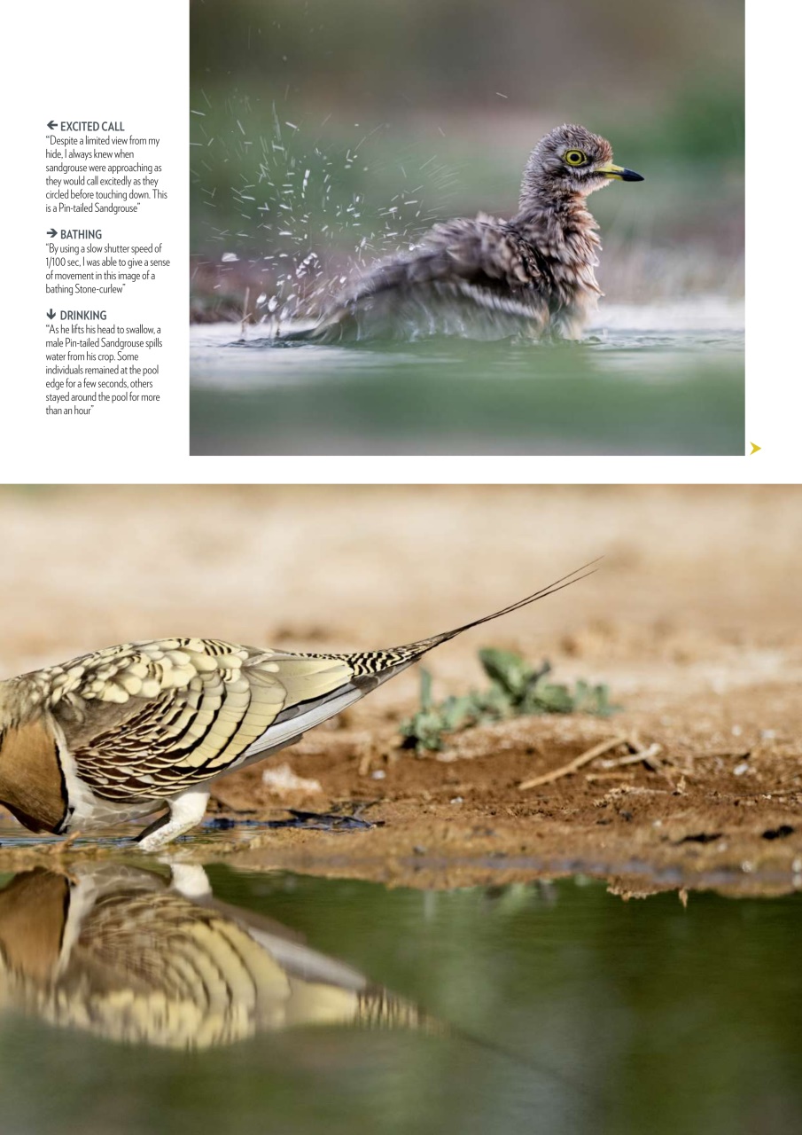 Bird Watching Preview Pages