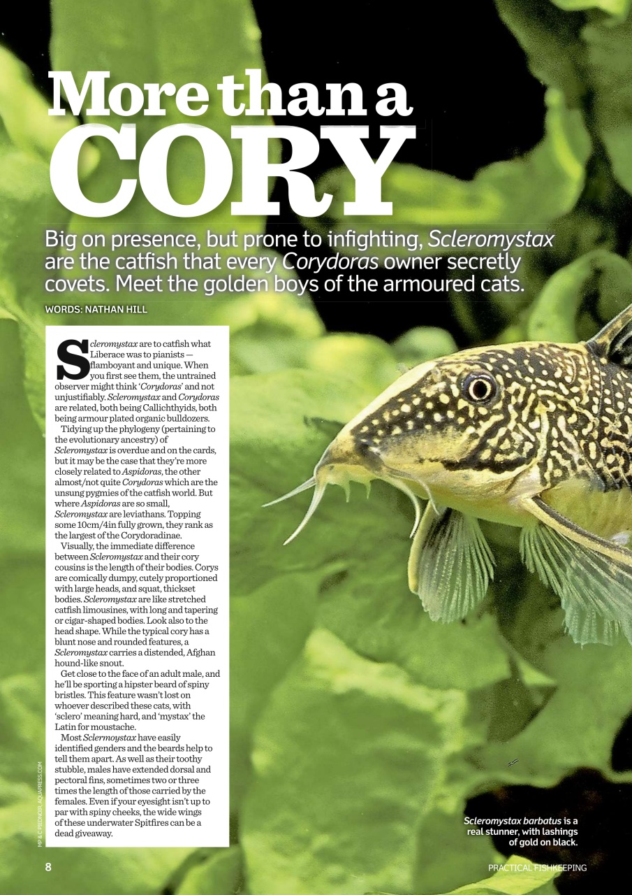 Practical Fishkeeping Preview Pages