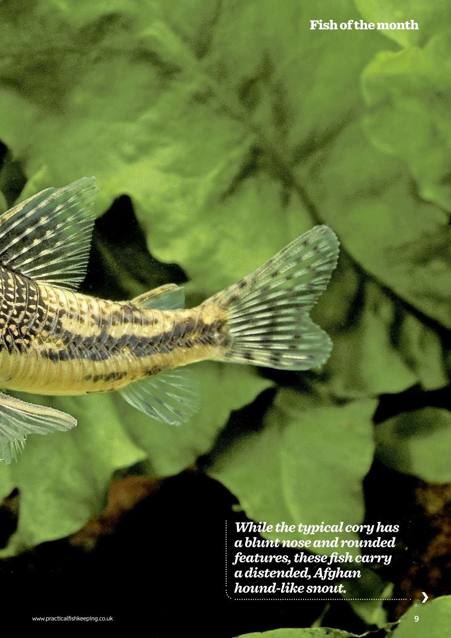 Practical Fishkeeping Preview Pages