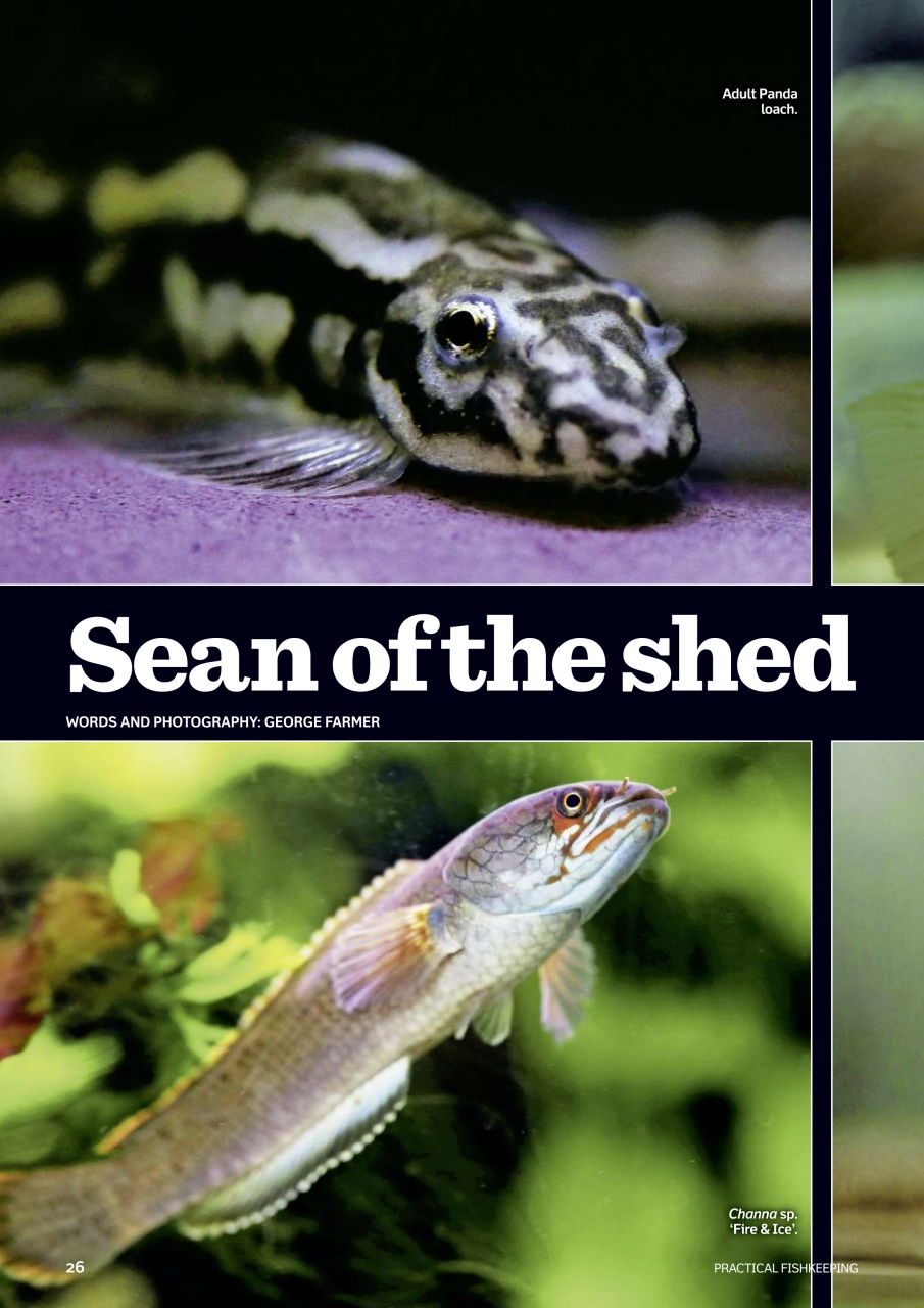 Practical Fishkeeping Preview Pages