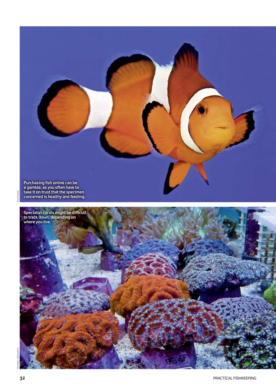 Practical Fishkeeping Preview Pages
