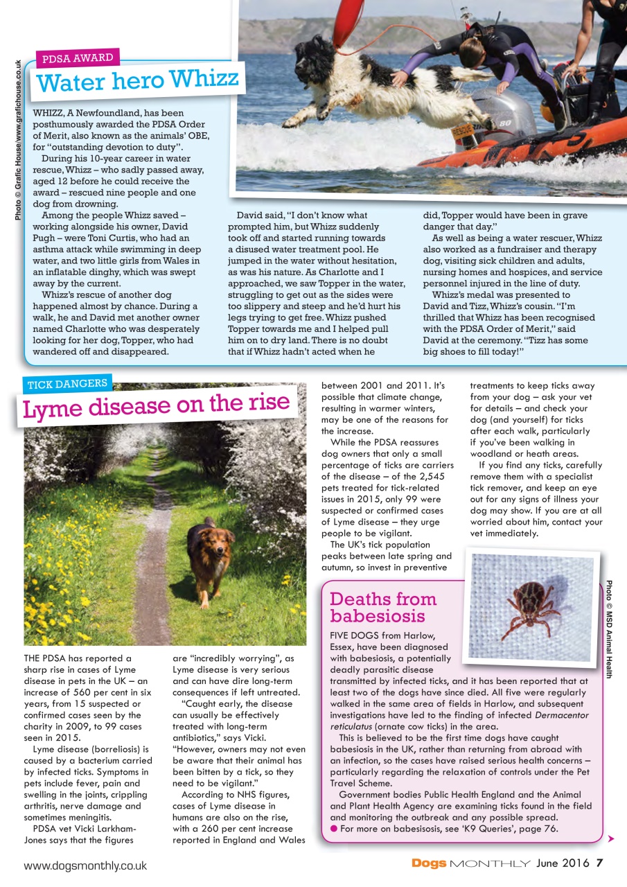 Dogs Monthly Preview Pages