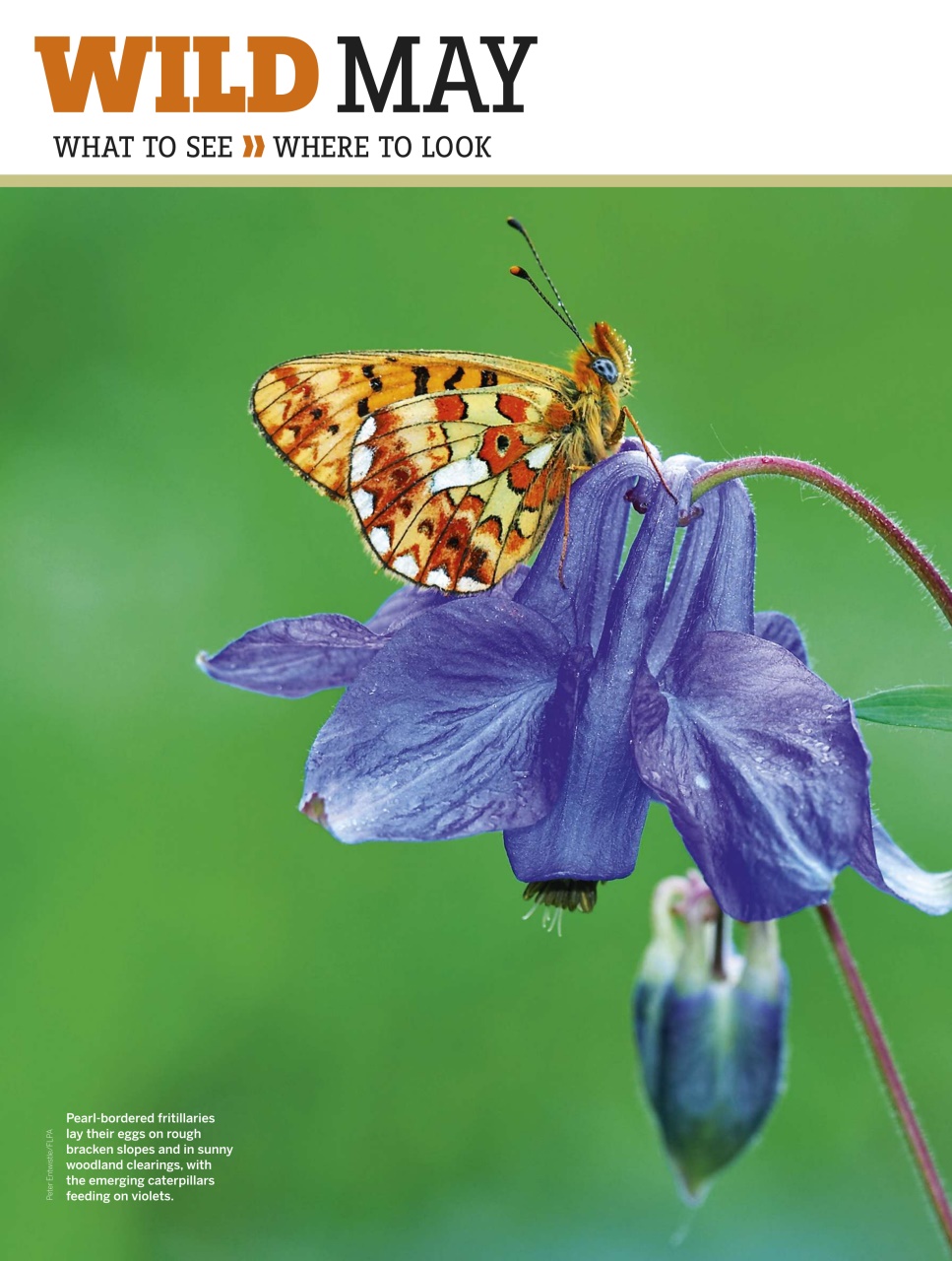 BBC Wildlife Magazine Preview Pages