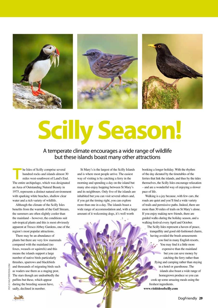 Dog Friendly Preview Pages