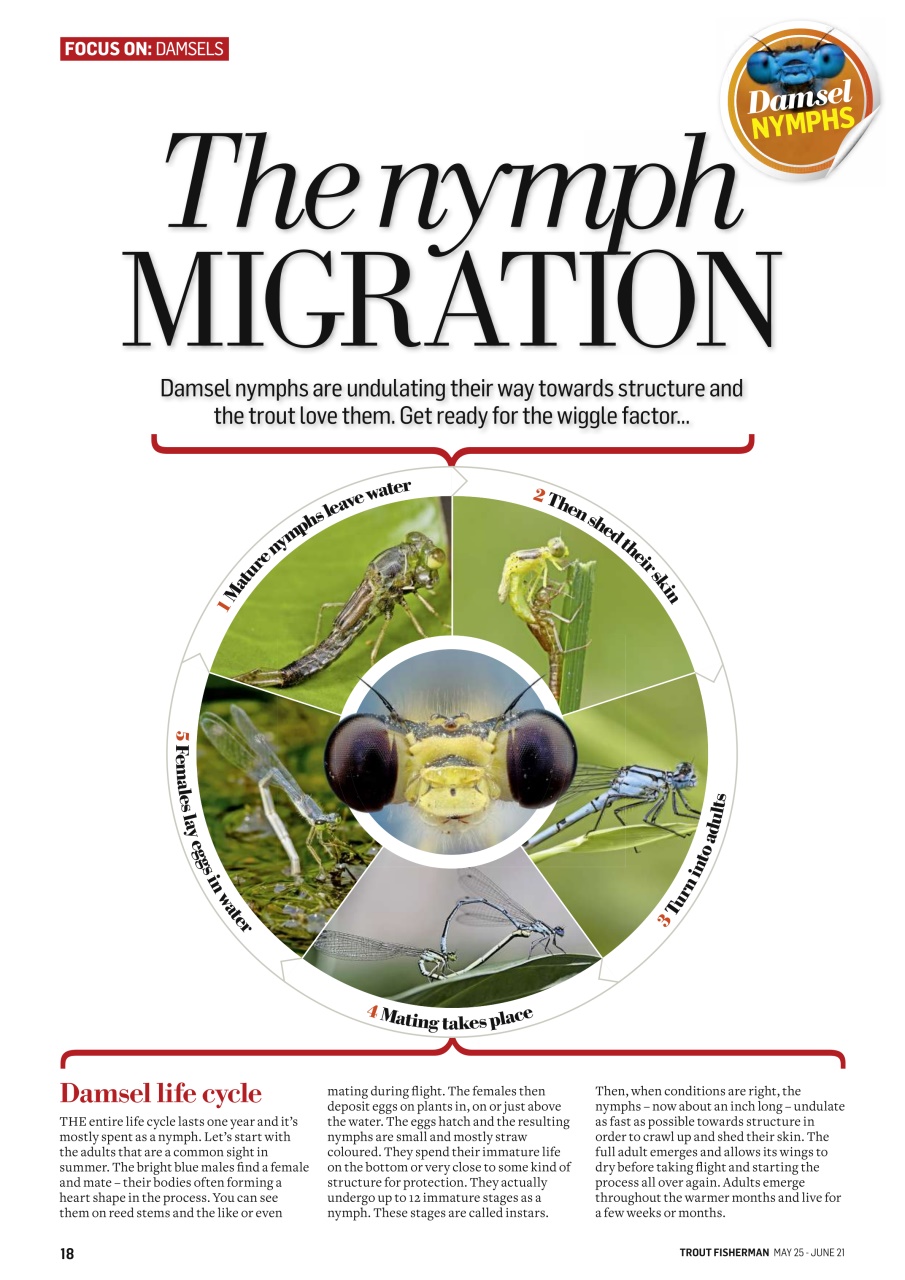 Trout Fisherman Preview Pages