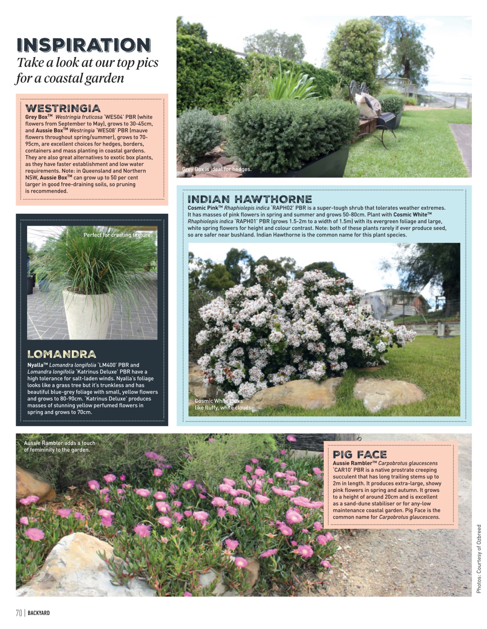 Backyard & Outdoor Living Preview Pages