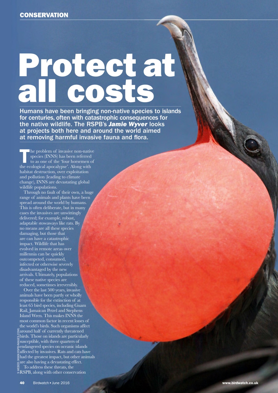 Birdwatch Magazine Preview Pages