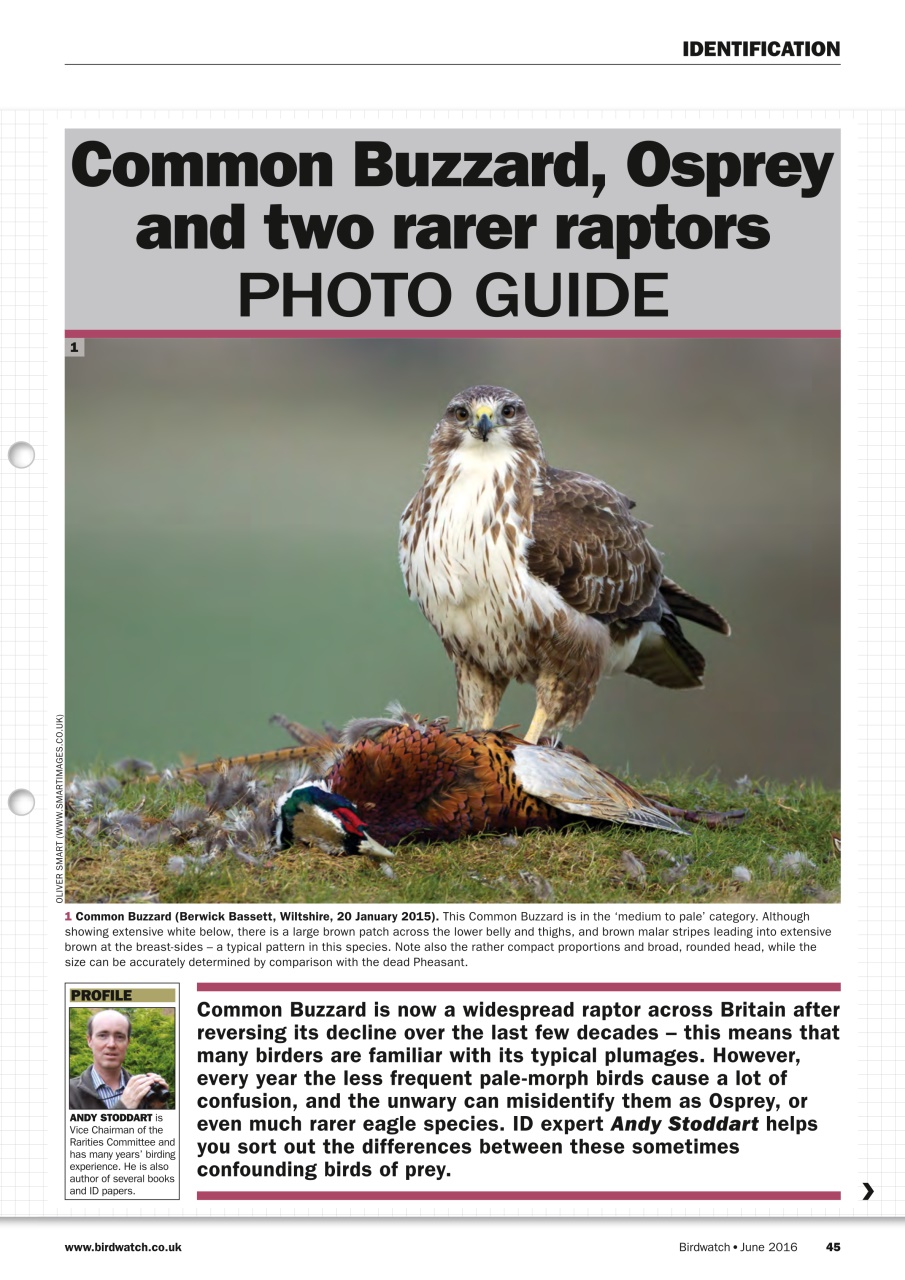 Birdwatch Magazine Preview Pages