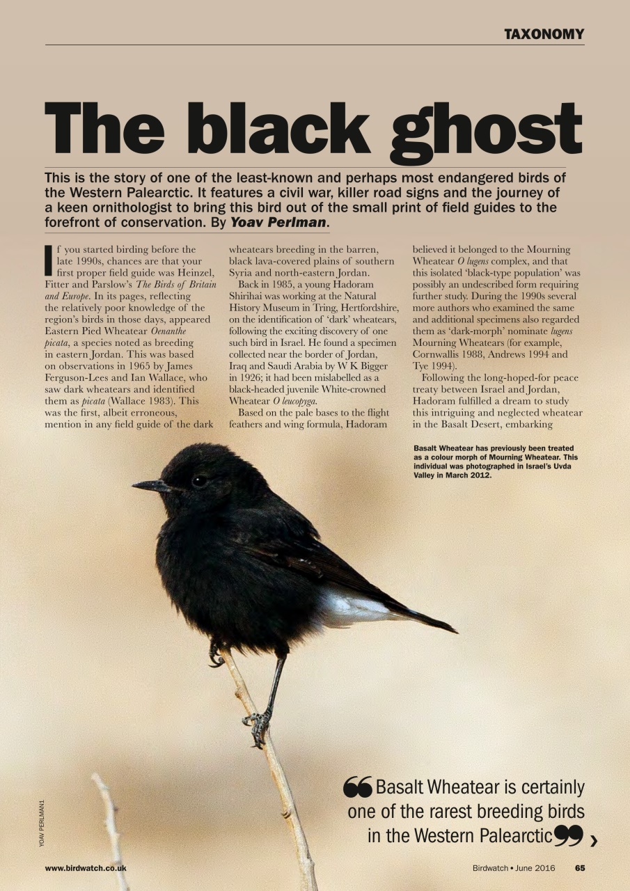 Birdwatch Magazine Preview Pages