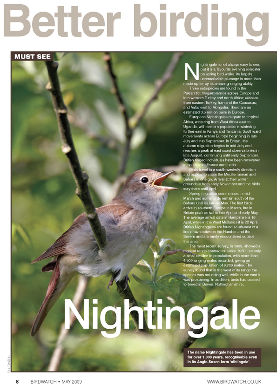 Birdwatch Magazine Preview Pages