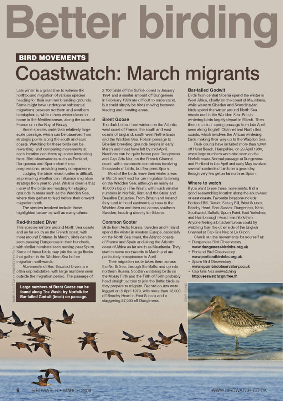 Birdwatch Magazine Preview Pages