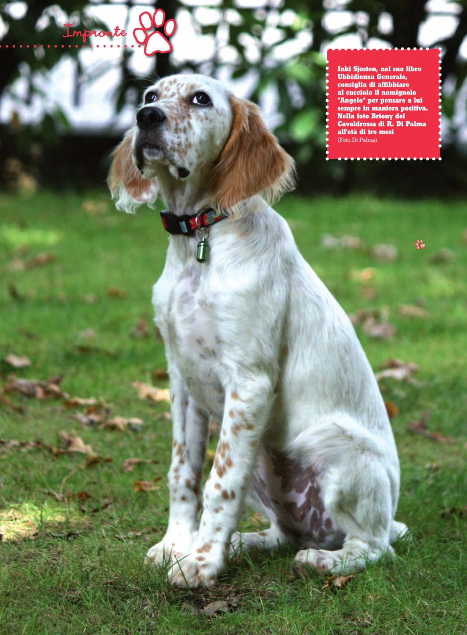 La Gazzetta Della Cinofilia Venatoria Preview Pages