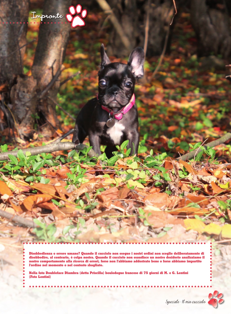 La Gazzetta Della Cinofilia Venatoria Preview Pages